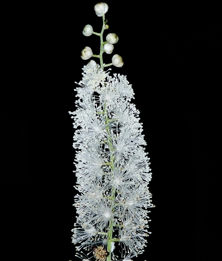 {Actaea racemosa}